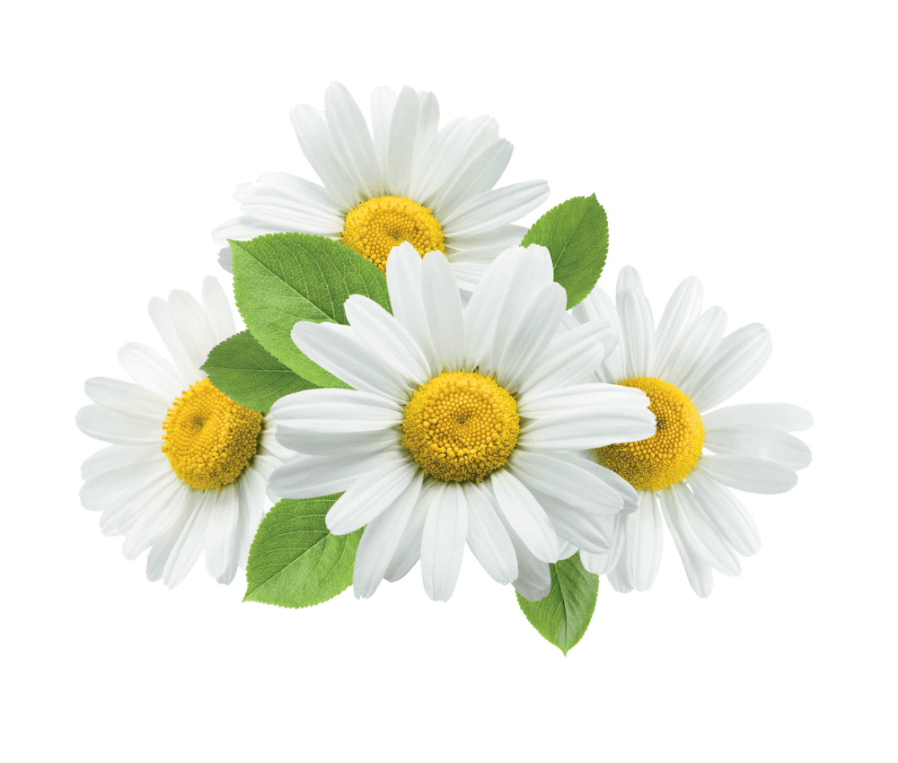 Chamomile