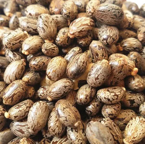 Castor Seed