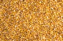 Livestock Corn