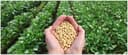 GMO Soybeans