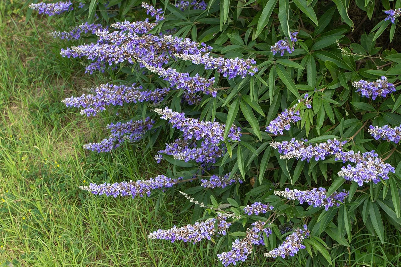Vitex