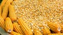 Non-GMO Yellow Corn